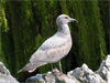 Brown Seagull