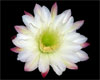 Cactus Flower