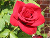 Red Rose