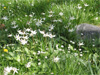 Wispy Flowers