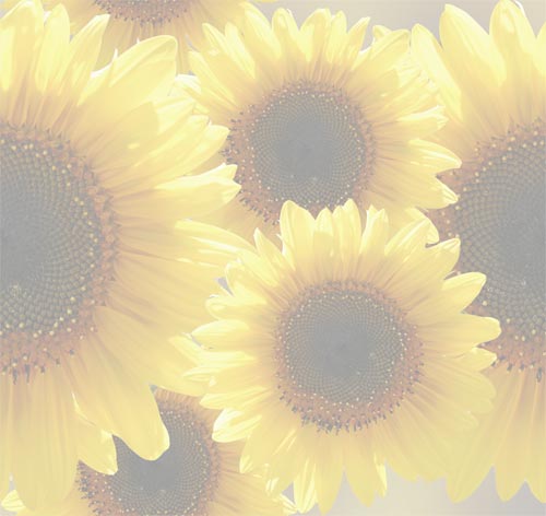 Sunflowers Sunflowers
