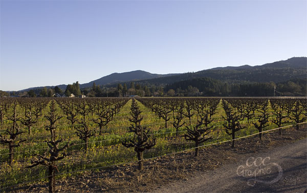 Vineyard Vineyard